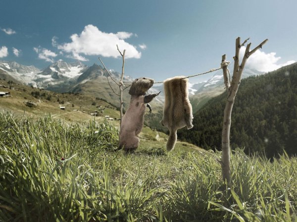 альпийский сурок байбак