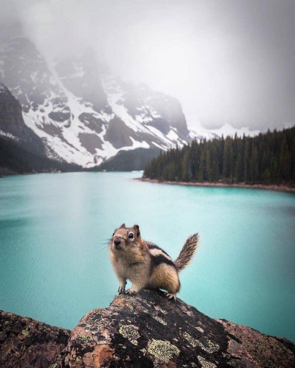 дикая природа канады