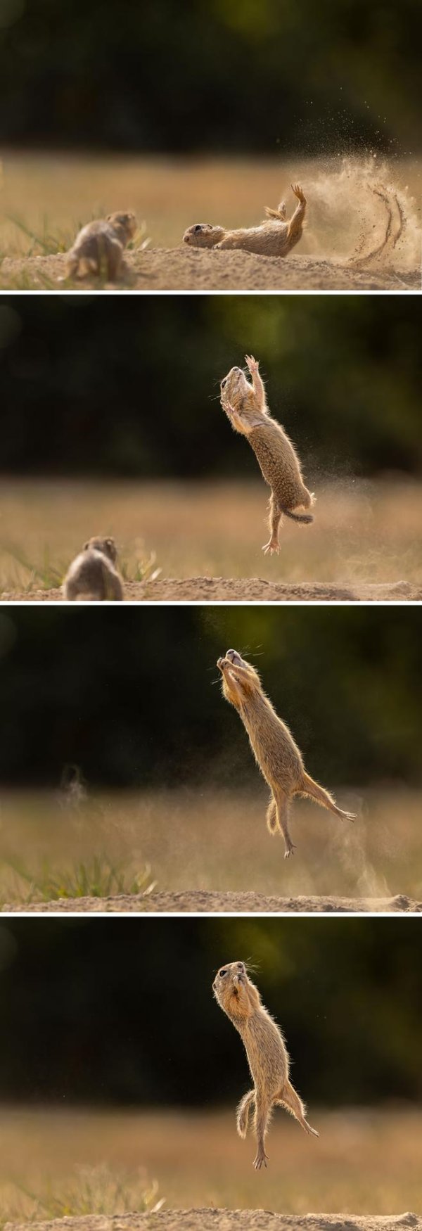 премия comedy wildlife photography