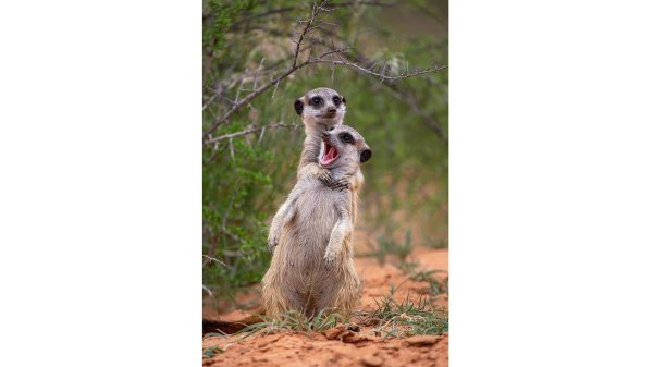 сурикаты калахари