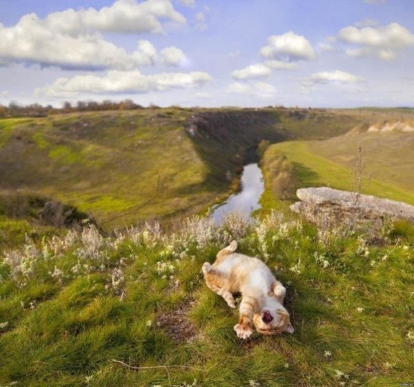 прикол природа