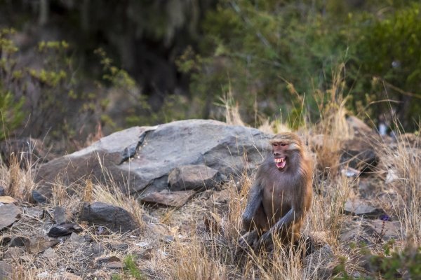 самка бабуина