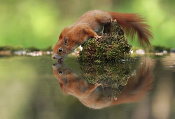 чудеса природы животные