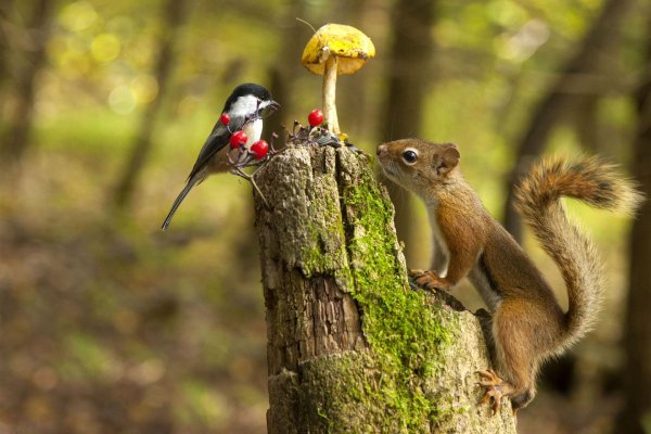 лесная белка