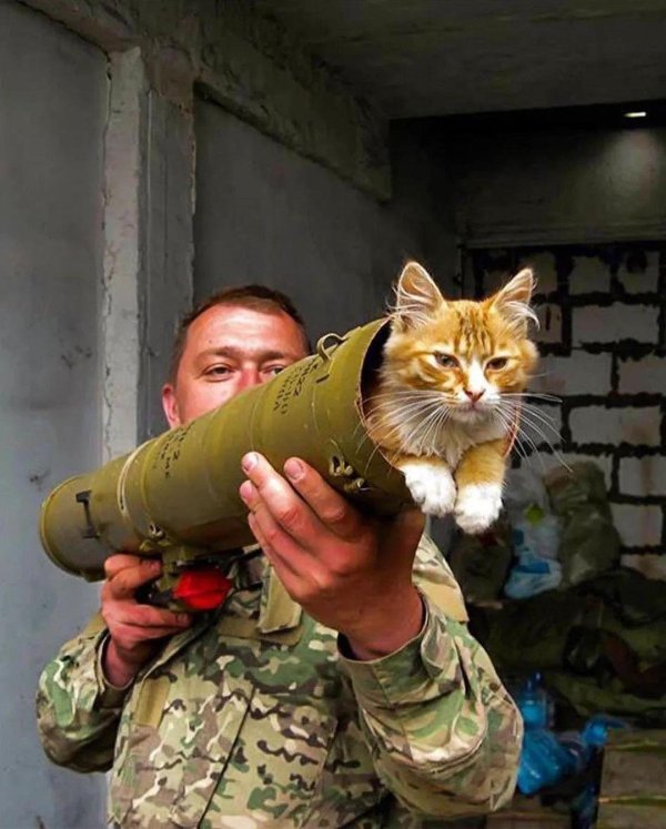 боевой котик