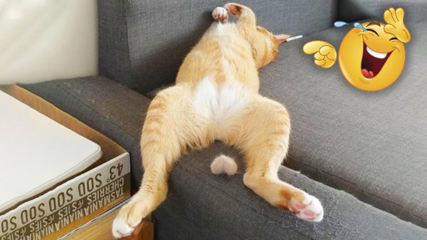 смешно лежит