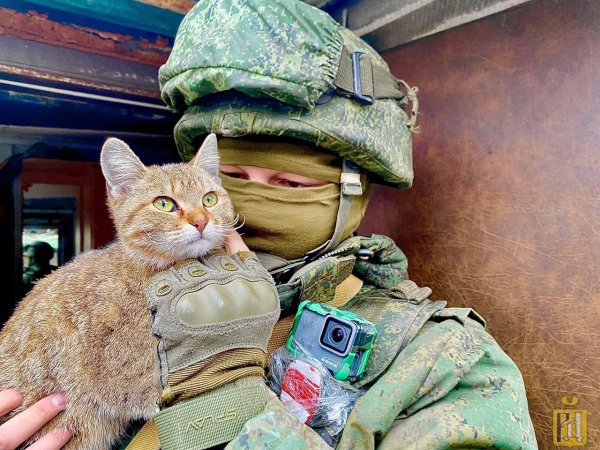 боевой кот