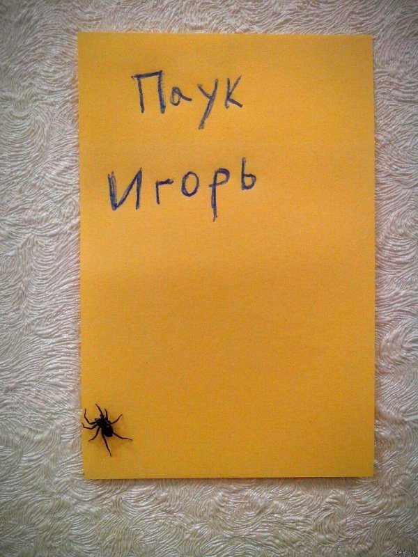 паук для хэллоуина