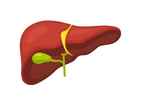 желчный пузырь вектор