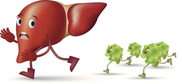 рисунок печени