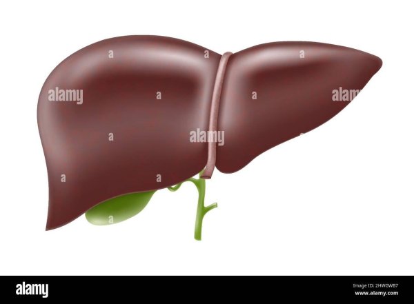 человеческая печень