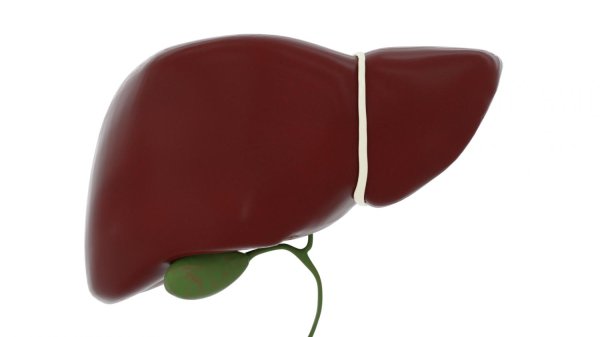 печень 3д модель