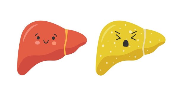 рисунок печени