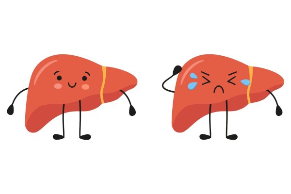 рисунок печени