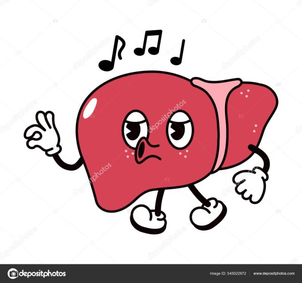 печень орган человека