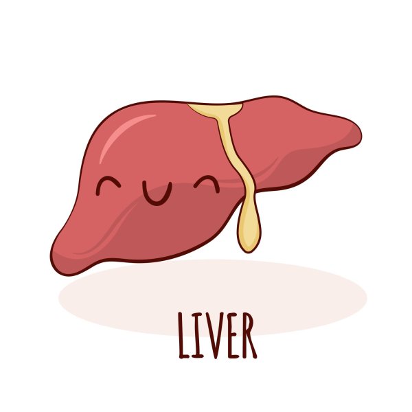 человек печень