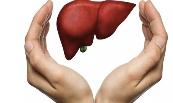 почка человека