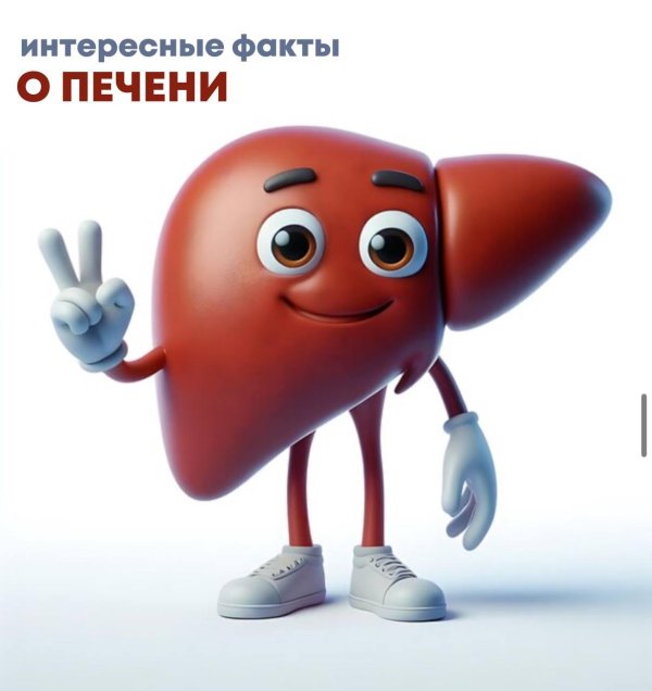 рисунок печени