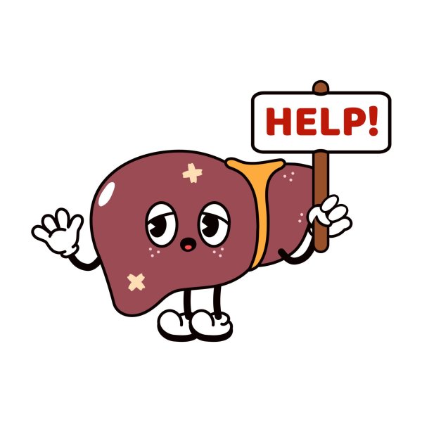 рисунок печени