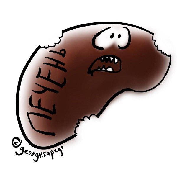 ферменты печени