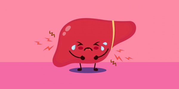 здоровая печень