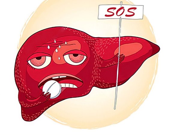 печень человек