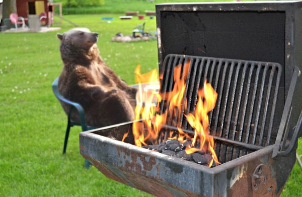 медведь прикольный