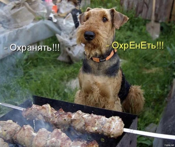 порода эрдельтерьер