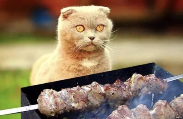 готовим шашлыки