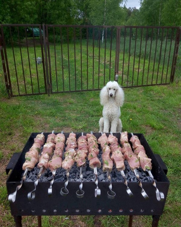 королевские пудели