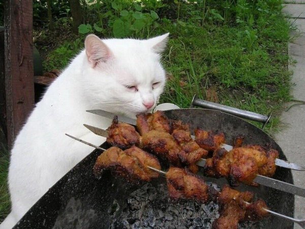 шашлыки прикол