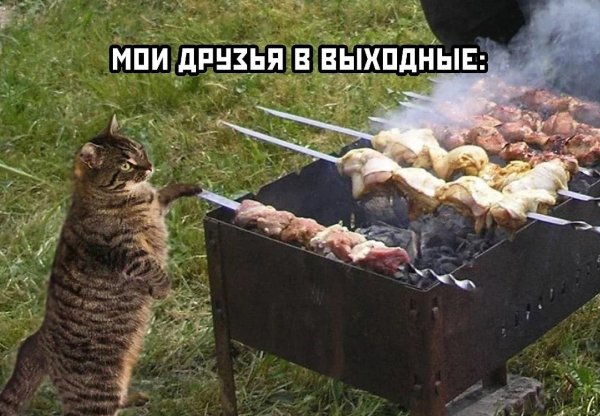 выходные шашлыки