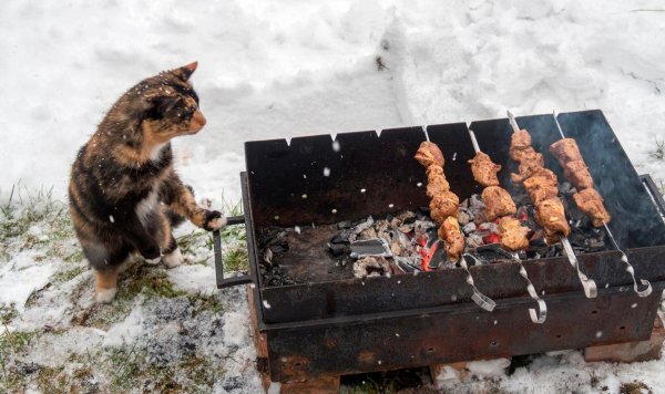 зимние шашлыки
