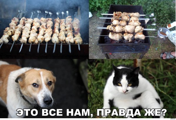 шашлыки мем