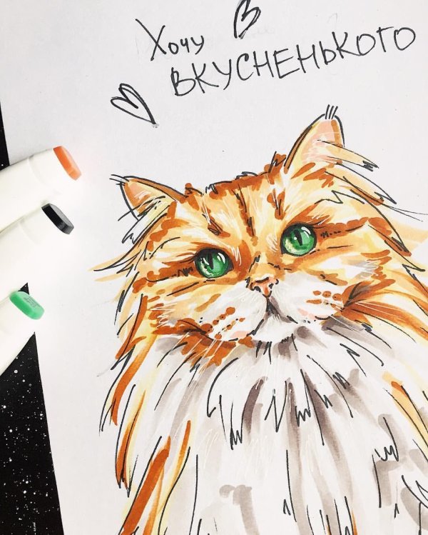 рисованные коты