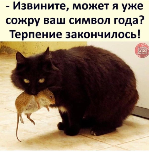 кот поймал мышь