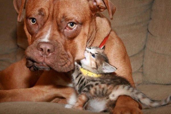 смешная собака