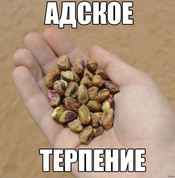 фисташка орех