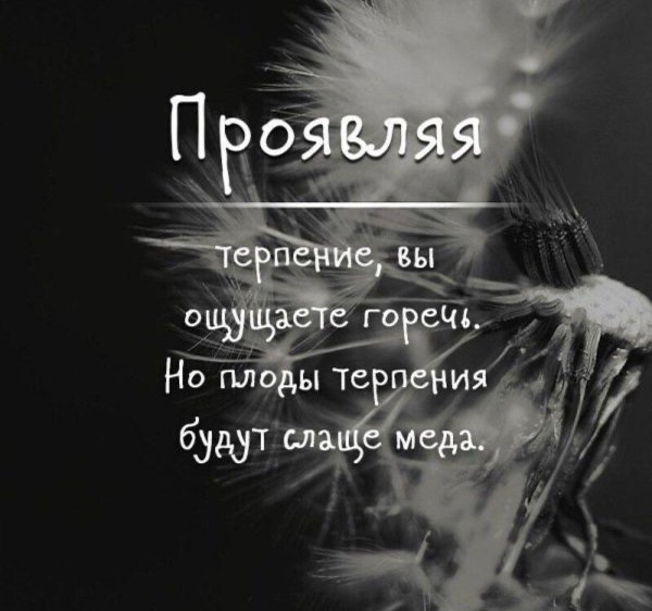 одуванчик макросъемка