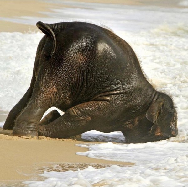 слоненок купается