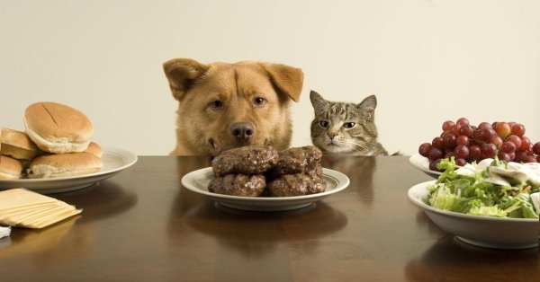 кошка котлета