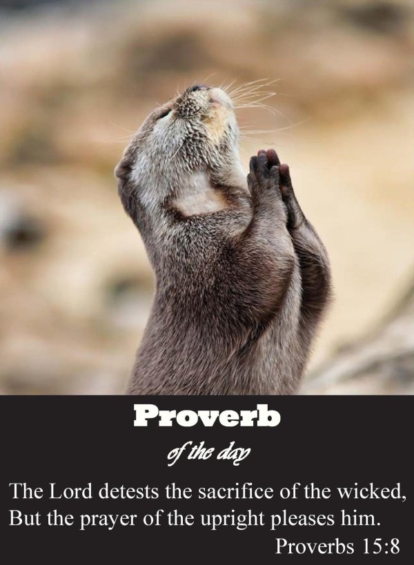 благодарные животные