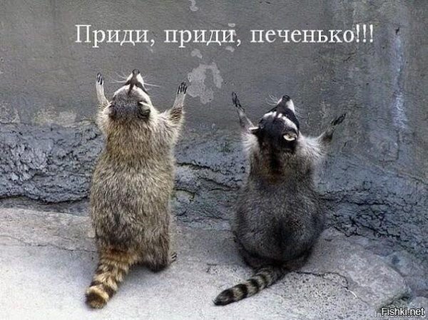 енот молится