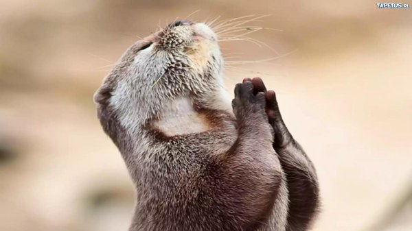 животное выдра