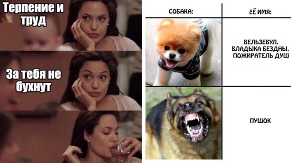 бешенство собаки