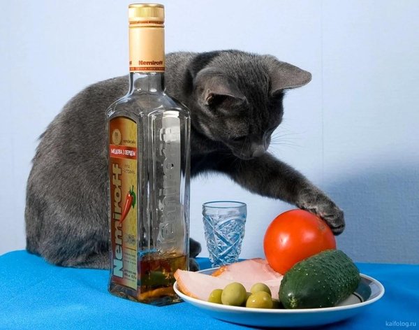 кот пьет водку