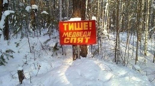 спит медведь