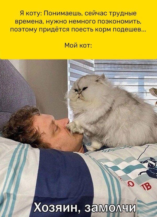 понимающий кот