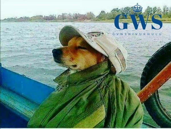 радостная собака