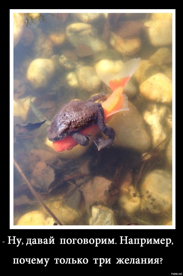 золотая рыбка